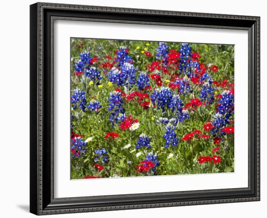 Texas Blue Bonnets and Red Phlox in Industry, Texas, USA-Darrell Gulin-Framed Photographic Print