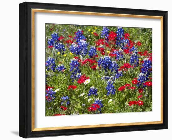 Texas Blue Bonnets and Red Phlox in Industry, Texas, USA-Darrell Gulin-Framed Photographic Print