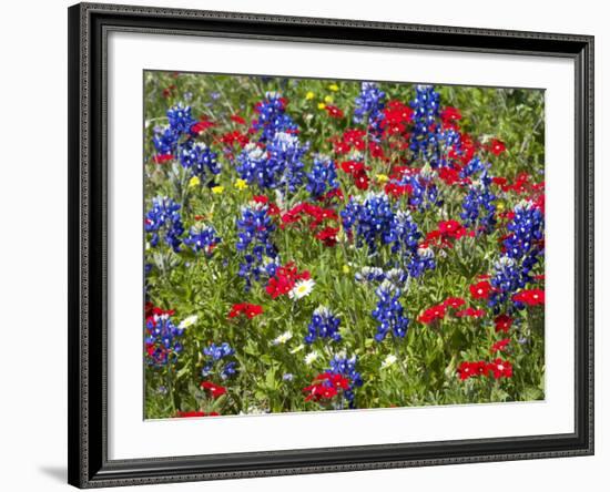 Texas Blue Bonnets and Red Phlox in Industry, Texas, USA-Darrell Gulin-Framed Photographic Print