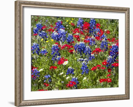 Texas Blue Bonnets and Red Phlox in Industry, Texas, USA-Darrell Gulin-Framed Photographic Print