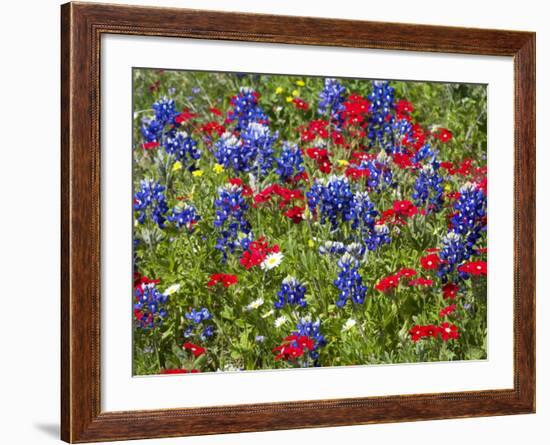 Texas Blue Bonnets and Red Phlox in Industry, Texas, USA-Darrell Gulin-Framed Photographic Print