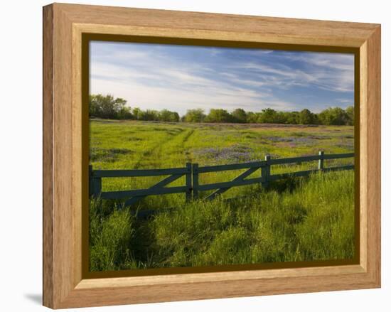 Texas Blue Bonnets, Vetch in Meadow Near Brenham, Texas, USA-Darrell Gulin-Framed Premier Image Canvas