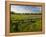 Texas Blue Bonnets, Vetch in Meadow Near Brenham, Texas, USA-Darrell Gulin-Framed Premier Image Canvas