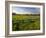 Texas Blue Bonnets, Vetch in Meadow Near Brenham, Texas, USA-Darrell Gulin-Framed Photographic Print