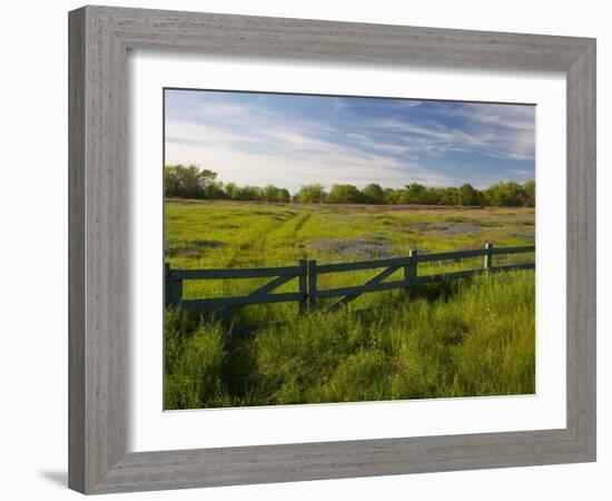 Texas Blue Bonnets, Vetch in Meadow Near Brenham, Texas, USA-Darrell Gulin-Framed Photographic Print