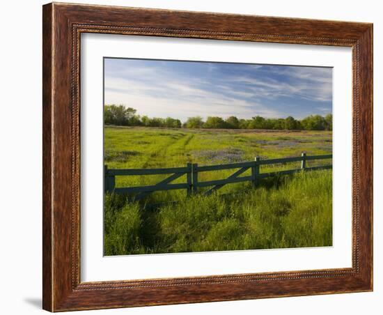 Texas Blue Bonnets, Vetch in Meadow Near Brenham, Texas, USA-Darrell Gulin-Framed Photographic Print