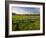 Texas Blue Bonnets, Vetch in Meadow Near Brenham, Texas, USA-Darrell Gulin-Framed Photographic Print