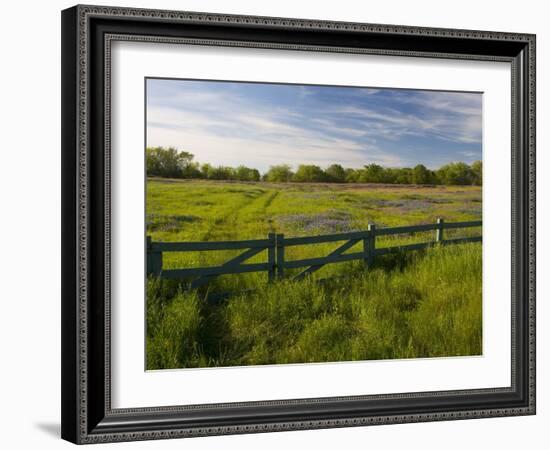 Texas Blue Bonnets, Vetch in Meadow Near Brenham, Texas, USA-Darrell Gulin-Framed Photographic Print