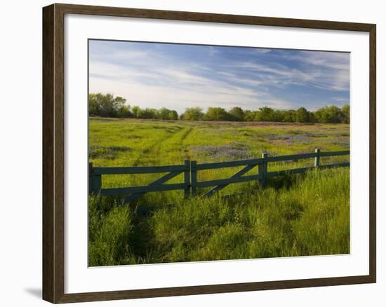 Texas Blue Bonnets, Vetch in Meadow Near Brenham, Texas, USA-Darrell Gulin-Framed Photographic Print