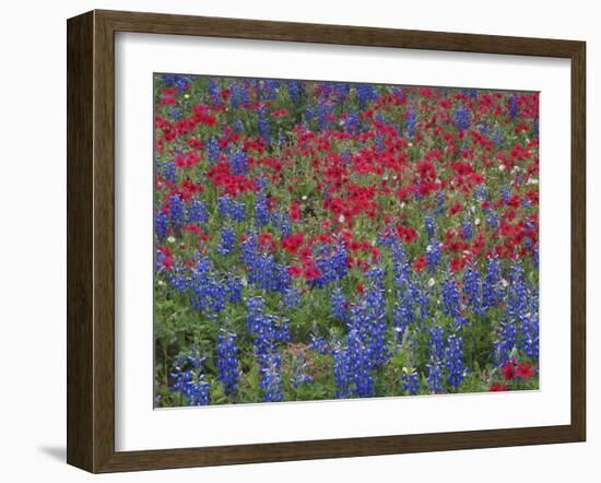 Texas Bluebonnet and Drummond's Phlox Flowering in Meadow, Gonzales County, Texas, Usa, March 2007-Rolf Nussbaumer-Framed Photographic Print