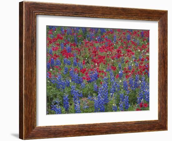 Texas Bluebonnet and Drummond's Phlox Flowering in Meadow, Gonzales County, Texas, Usa, March 2007-Rolf Nussbaumer-Framed Photographic Print