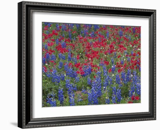 Texas Bluebonnet and Drummond's Phlox Flowering in Meadow, Gonzales County, Texas, Usa, March 2007-Rolf Nussbaumer-Framed Photographic Print