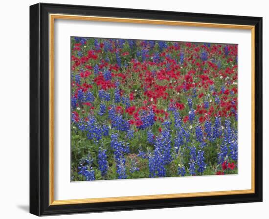 Texas Bluebonnet and Drummond's Phlox Flowering in Meadow, Gonzales County, Texas, Usa, March 2007-Rolf Nussbaumer-Framed Photographic Print