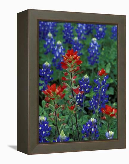 Texas Bluebonnet and Indian Paintbrush, Texas, USA-Claudia Adams-Framed Premier Image Canvas