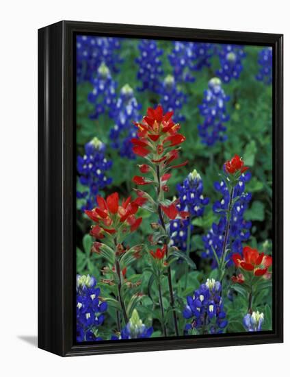 Texas Bluebonnet and Indian Paintbrush, Texas, USA-Claudia Adams-Framed Premier Image Canvas