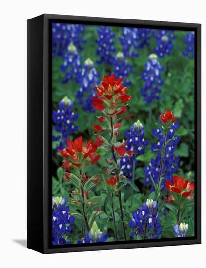 Texas Bluebonnet and Indian Paintbrush, Texas, USA-Claudia Adams-Framed Premier Image Canvas