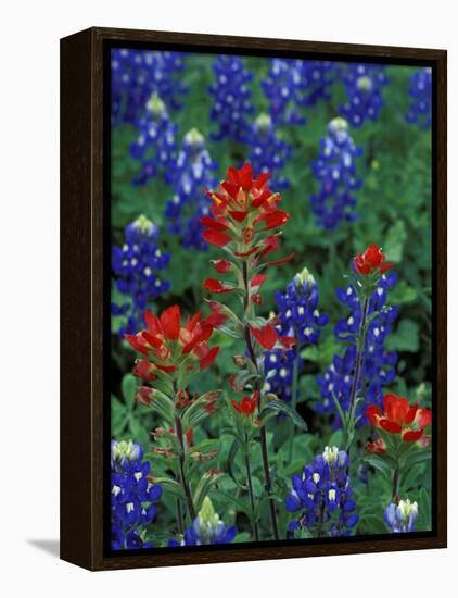 Texas Bluebonnet and Indian Paintbrush, Texas, USA-Claudia Adams-Framed Premier Image Canvas