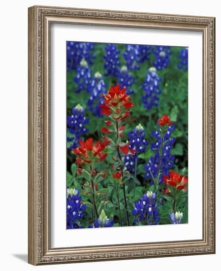 Texas Bluebonnet and Indian Paintbrush, Texas, USA-Claudia Adams-Framed Photographic Print