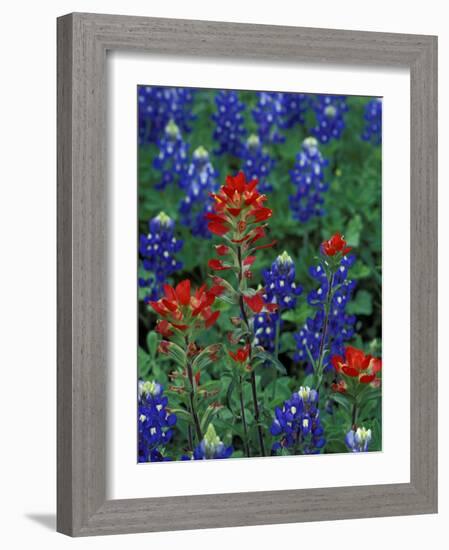 Texas Bluebonnet and Indian Paintbrush, Texas, USA-Claudia Adams-Framed Photographic Print