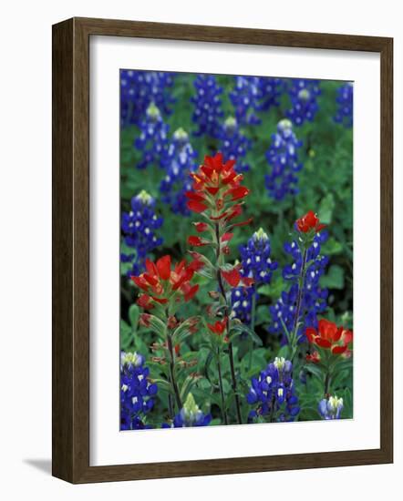 Texas Bluebonnet and Indian Paintbrush, Texas, USA-Claudia Adams-Framed Photographic Print