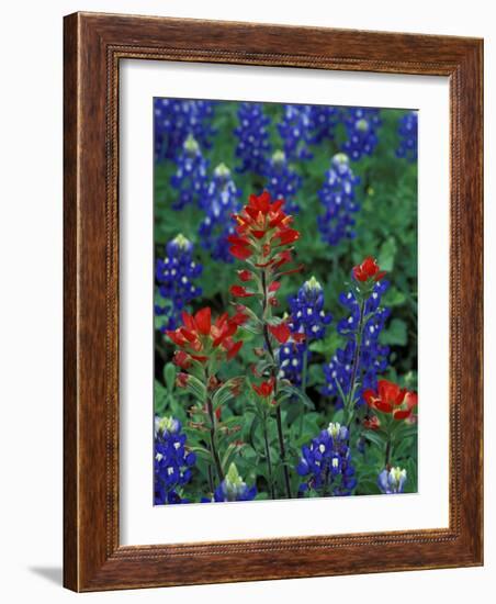 Texas Bluebonnet and Indian Paintbrush, Texas, USA-Claudia Adams-Framed Photographic Print