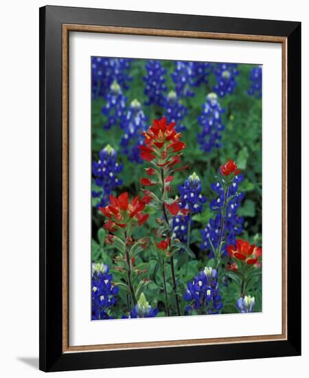 Texas Bluebonnet and Indian Paintbrush, Texas, USA-Claudia Adams-Framed Photographic Print