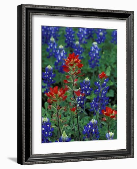 Texas Bluebonnet and Indian Paintbrush, Texas, USA-Claudia Adams-Framed Photographic Print