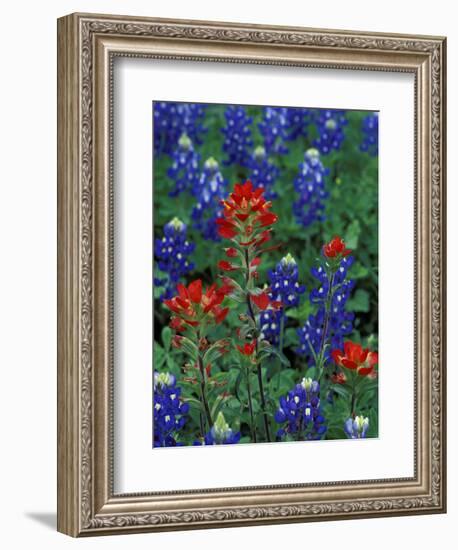 Texas Bluebonnet and Indian Paintbrush, Texas, USA-Claudia Adams-Framed Photographic Print