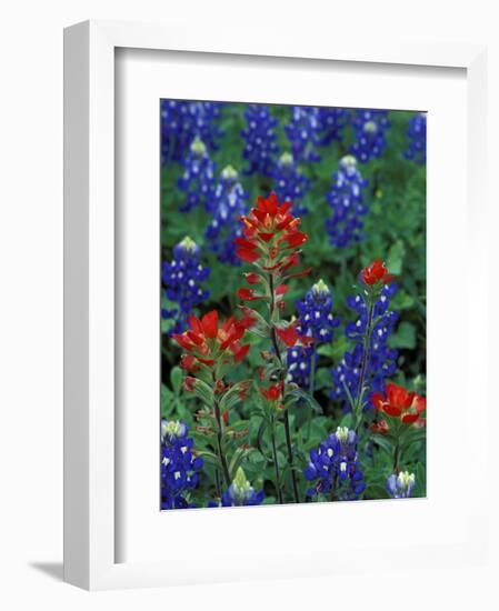 Texas Bluebonnet and Indian Paintbrush, Texas, USA-Claudia Adams-Framed Photographic Print