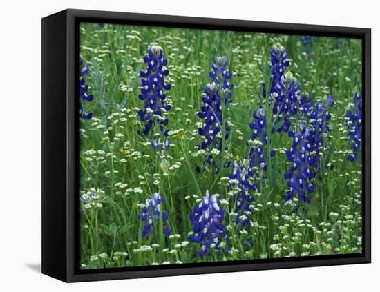 Texas Bluebonnet and Wild Buckwheat, Texas, USA-Claudia Adams-Framed Premier Image Canvas