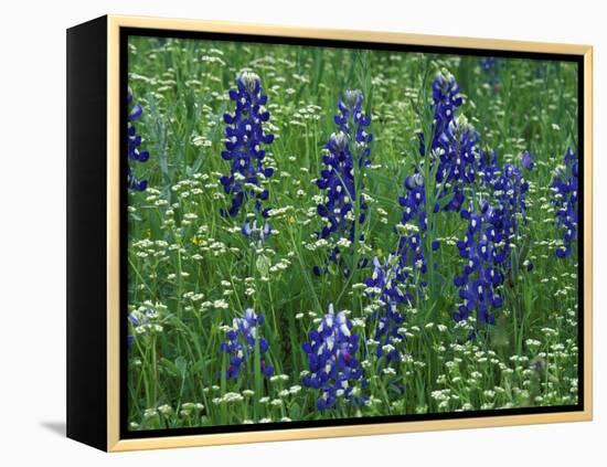 Texas Bluebonnet and Wild Buckwheat, Texas, USA-Claudia Adams-Framed Premier Image Canvas