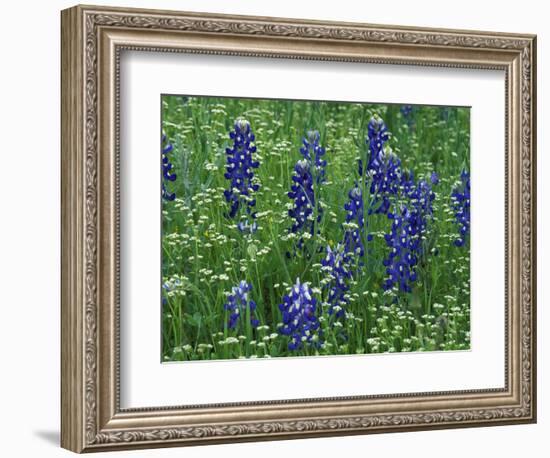 Texas Bluebonnet and Wild Buckwheat, Texas, USA-Claudia Adams-Framed Photographic Print