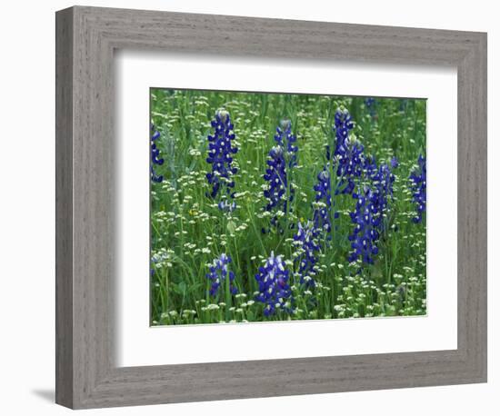 Texas Bluebonnet and Wild Buckwheat, Texas, USA-Claudia Adams-Framed Photographic Print