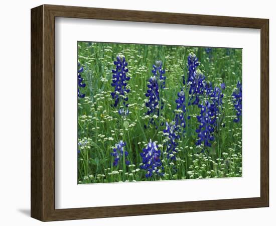 Texas Bluebonnet and Wild Buckwheat, Texas, USA-Claudia Adams-Framed Photographic Print