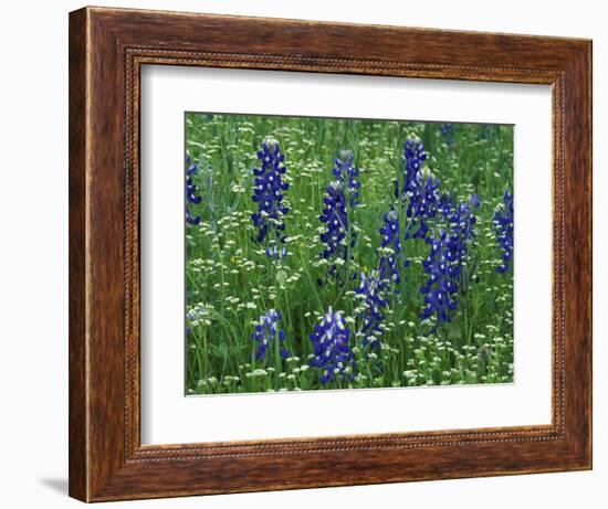 Texas Bluebonnet and Wild Buckwheat, Texas, USA-Claudia Adams-Framed Photographic Print