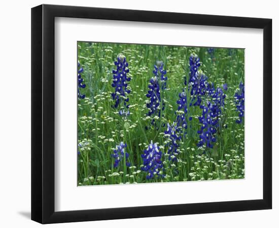 Texas Bluebonnet and Wild Buckwheat, Texas, USA-Claudia Adams-Framed Photographic Print