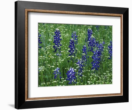 Texas Bluebonnet and Wild Buckwheat, Texas, USA-Claudia Adams-Framed Photographic Print