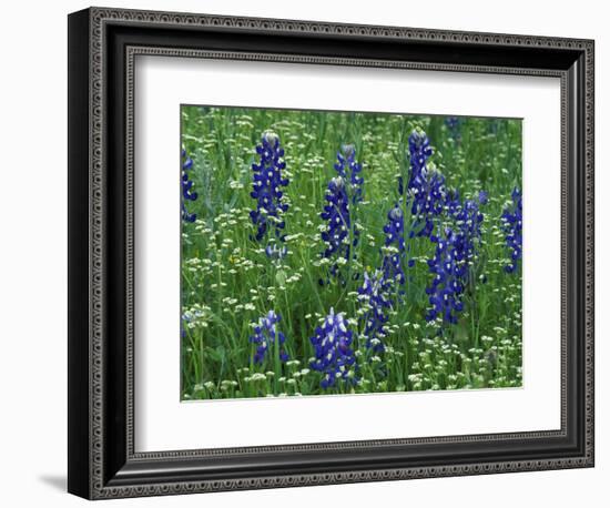 Texas Bluebonnet and Wild Buckwheat, Texas, USA-Claudia Adams-Framed Photographic Print