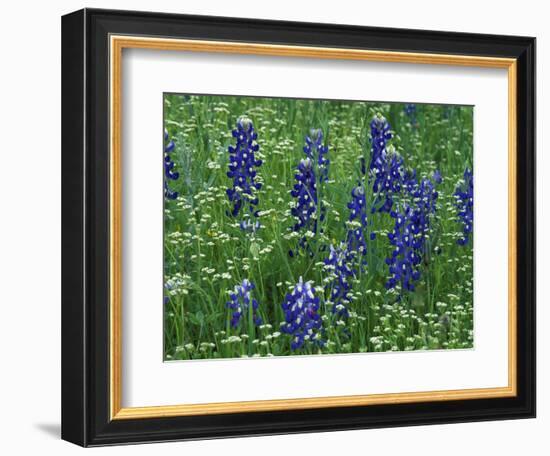 Texas Bluebonnet and Wild Buckwheat, Texas, USA-Claudia Adams-Framed Photographic Print