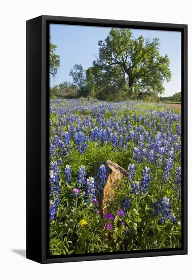 Texas Bluebonnet Flowers in Bloom, Central Texas, USA-Larry Ditto-Framed Premier Image Canvas