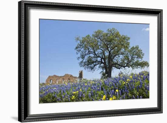 Texas Bluebonnet Flowers in Bloom, Central Texas, USA-Larry Ditto-Framed Photographic Print