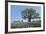 Texas Bluebonnet Flowers in Bloom, Central Texas, USA-Larry Ditto-Framed Photographic Print