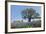 Texas Bluebonnet Flowers in Bloom, Central Texas, USA-Larry Ditto-Framed Photographic Print