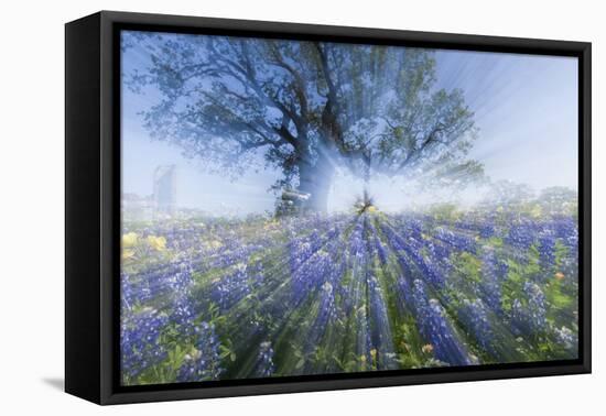 Texas Bluebonnet Flowers in Bloom, Central Texas, USA-Larry Ditto-Framed Premier Image Canvas