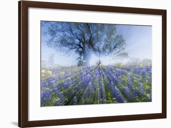 Texas Bluebonnet Flowers in Bloom, Central Texas, USA-Larry Ditto-Framed Photographic Print