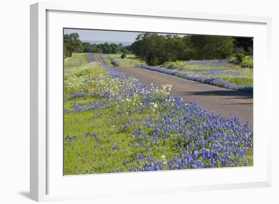 Texas Bluebonnet Flowers in Bloom, Central Texas, USA-Larry Ditto-Framed Photographic Print