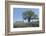 Texas Bluebonnet Flowers in Bloom, Central Texas, USA-Larry Ditto-Framed Photographic Print