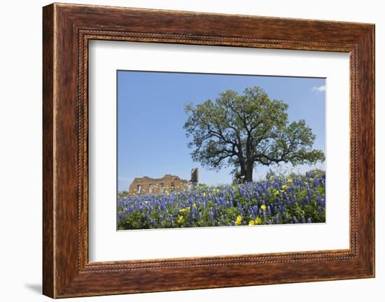 Texas Bluebonnet Flowers in Bloom, Central Texas, USA-Larry Ditto-Framed Photographic Print