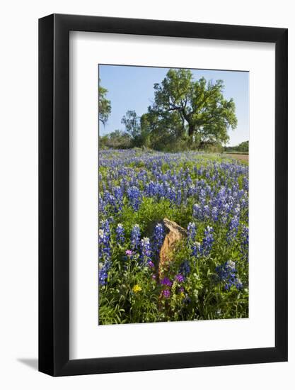 Texas Bluebonnet Flowers in Bloom, Central Texas, USA-Larry Ditto-Framed Photographic Print