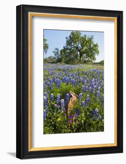 Texas Bluebonnet Flowers in Bloom, Central Texas, USA-Larry Ditto-Framed Photographic Print